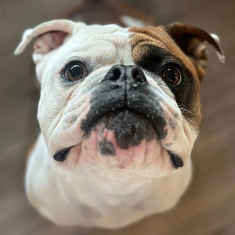 Dorset Olde Tyme Bulldogge / 1 år