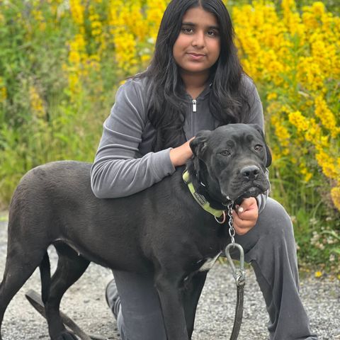 Cane Corso