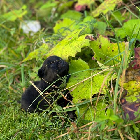 Søte pomeranian valper klare 25.09