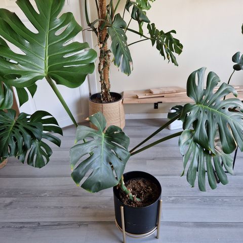 Nydelig monstera