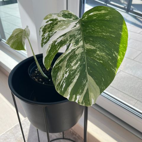 Monstera Variegata