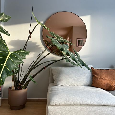 Alocasia Sarian småplanter