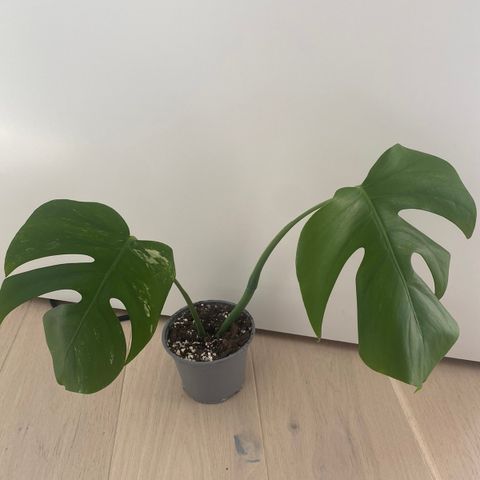 Monstera variegata etablerte småplanter