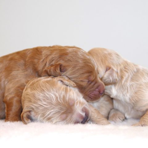 Golden doodle 🤍 Kun få hannvalper ledig