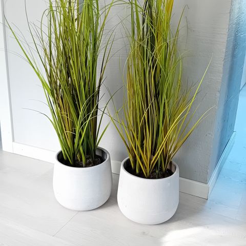 2 krukker med planter