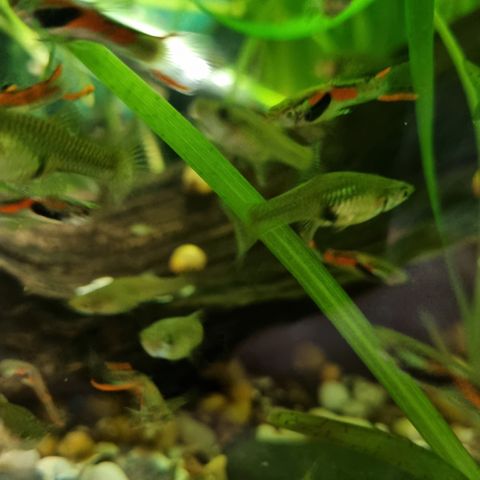 Endlers Guppy