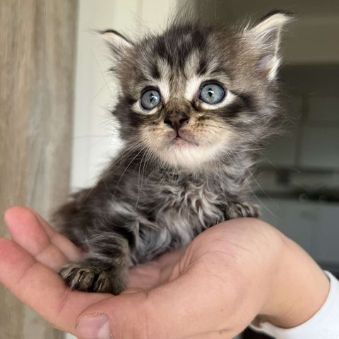 Main Coon blandings kattunger