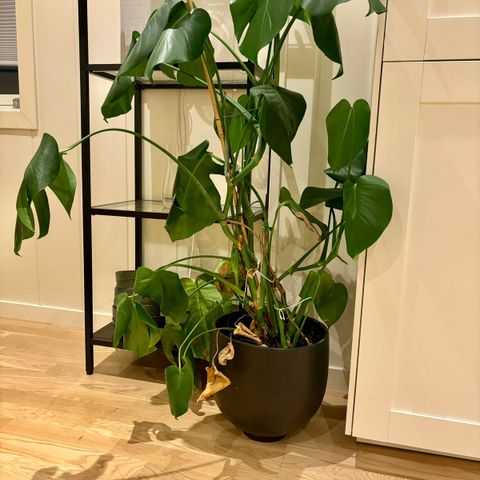 To stk Monstera-planter