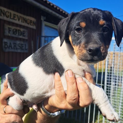 Nydelige Dansk-Svensk gårdshund hannvalper fra Kennel Englevingen