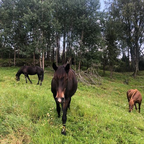 Stallplass i Hølen