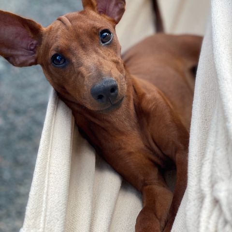 Dvergpinscher tispe søker det perfekte hjemmet