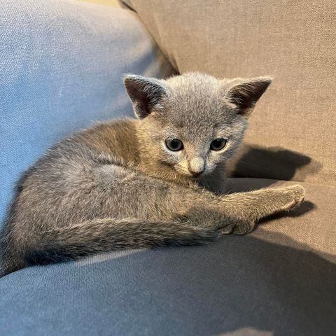 Russian blue hannkattunge