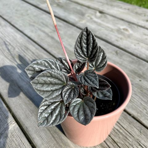 Peperomia Caperata