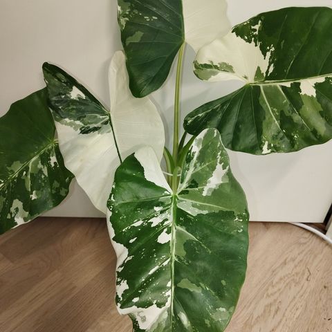 Alocasia Macrorrhiza Albo knoll