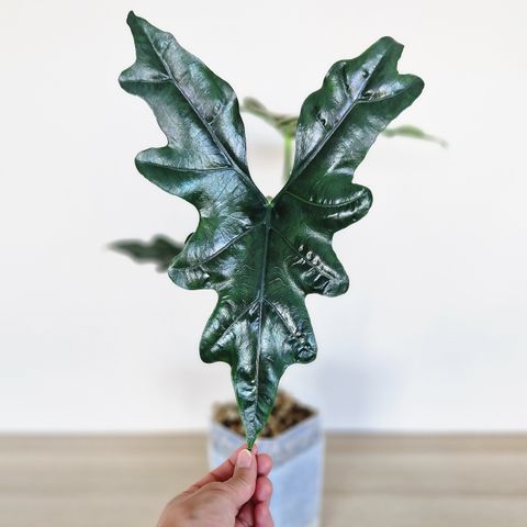 Alocasia Nycteris 'Batwing' KNOLL