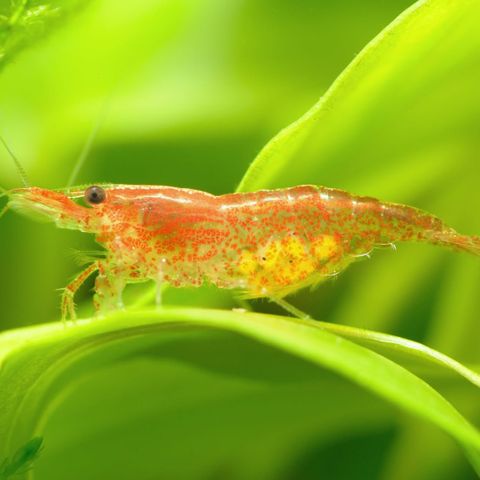 kirsebærreker, neocoridina