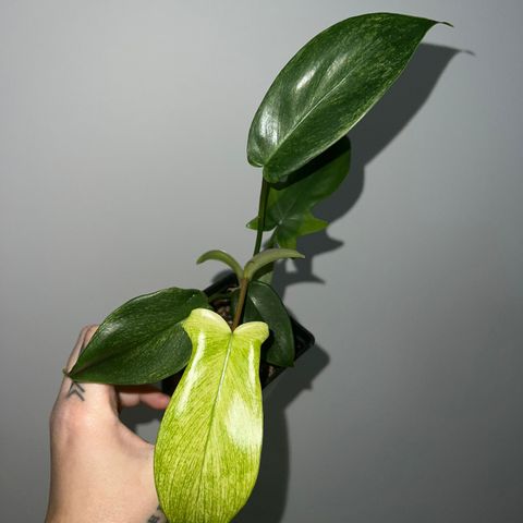 Philodendron Florida Ghost hel plante