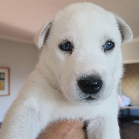 Malamute/Alaska Husky valper!