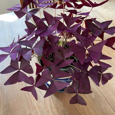 Oxalis plante