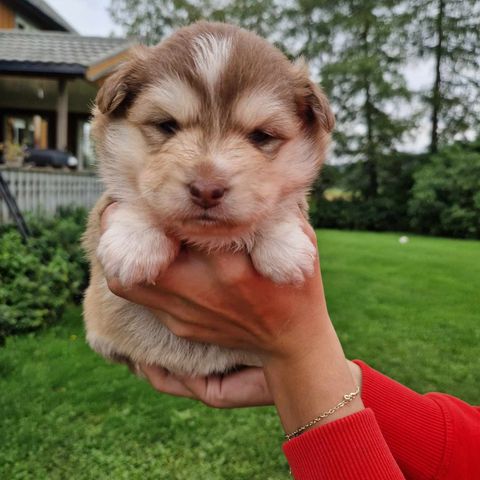 Finsk Lapphund valper til salgs