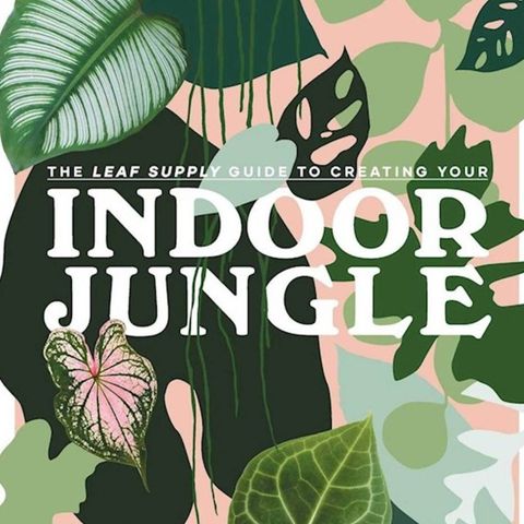 The Leaf Supply Guide To Creating Your INDOOR JUNGLE