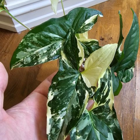 Syngonium Albo Variegata - WetSticks