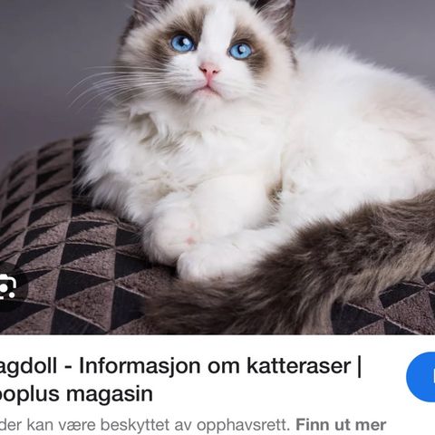 Ønsker å kjøpe kattunge