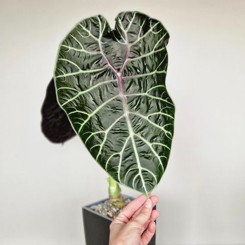 Alocasia Watsoniana Doff KNOLL