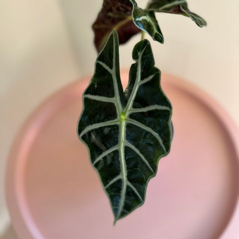 Alocasia amazonica