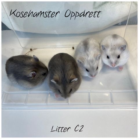 Renartet vinterhvite dverghamster unger m/stamtavler fra Kosehamster (1 igjen)