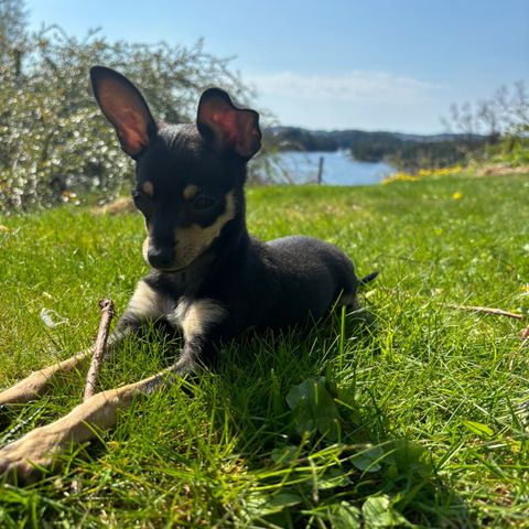 Hannhund på 8 måneder omplasseres