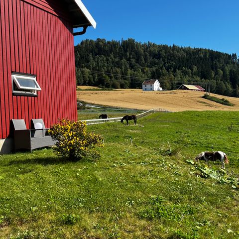 Stallplass /Pensjon ledig