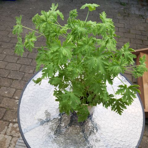 Pelargonia duft Rosen/Sitron