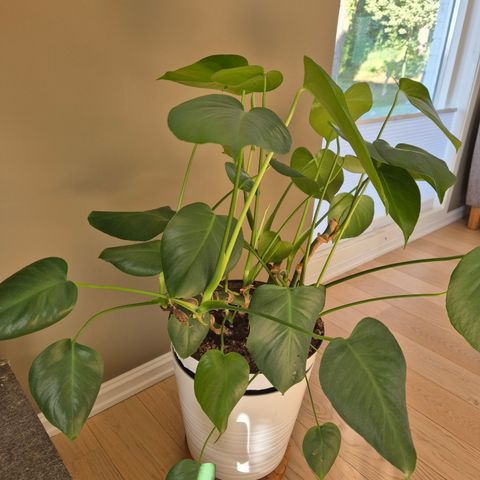 Flott monstera inne plante med potte fint stand