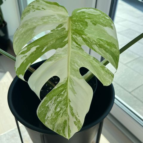 Monstera Variegata