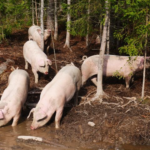 Kjøtt fra økologisk frilandsgris / utegris / skogsgris levert på døra!