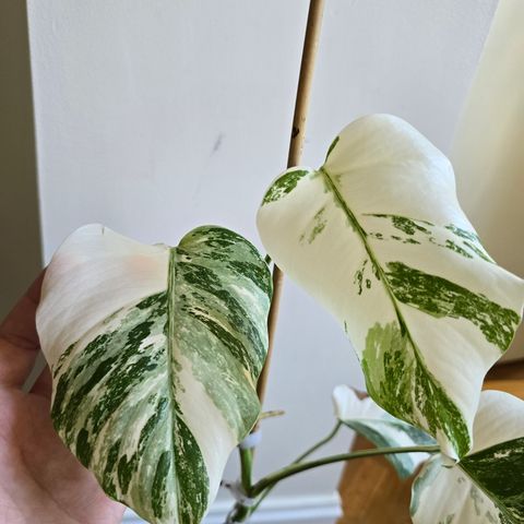 Monstera Borsigiana Albo Variegata