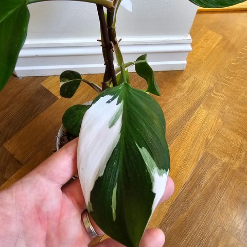 Philodendron White Knight