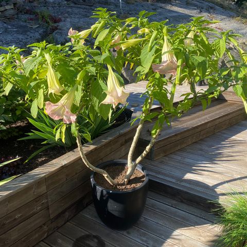 Store Brugmansia / Engletrompet inkl. potter