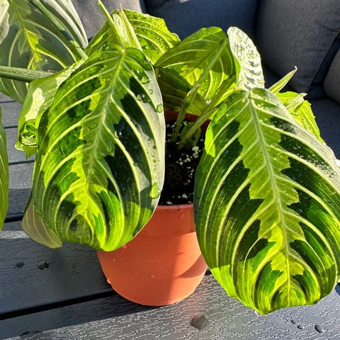 Maranta lemon lime