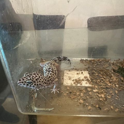 2 år gammel Leopardgekko selges med terrarie og litt utstyr.