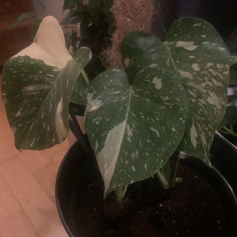 Monstera Thai