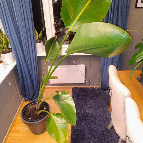 Banan blad plante ca 180 cm