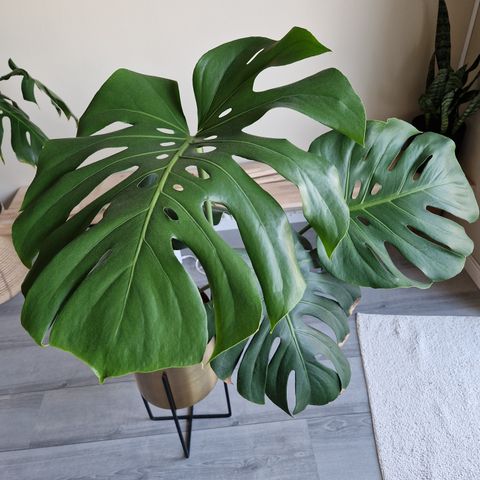 Nydelig monstera