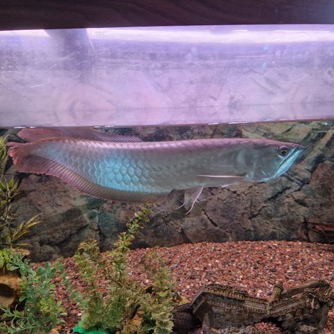 Arowana og akvarium med utstyr