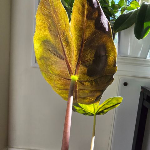 Alocasia Pink Dragon