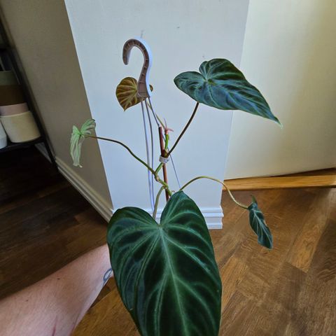 Philodendron Verrucosum