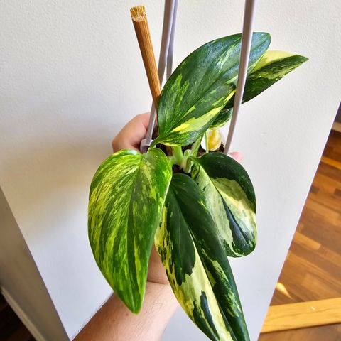 Monstera Standleyana Albo Variegata