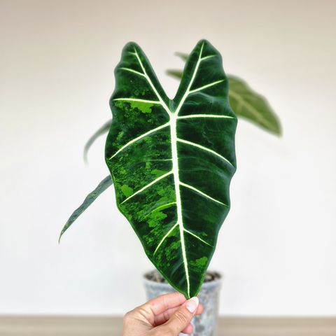 Alocasia Frydek Aurea KNOLL