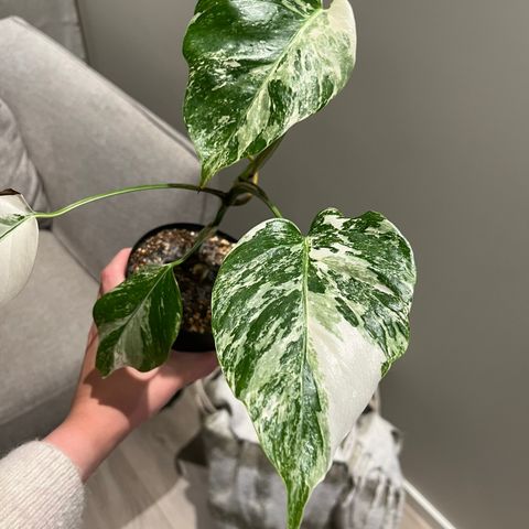 Ung Monstera Variegata